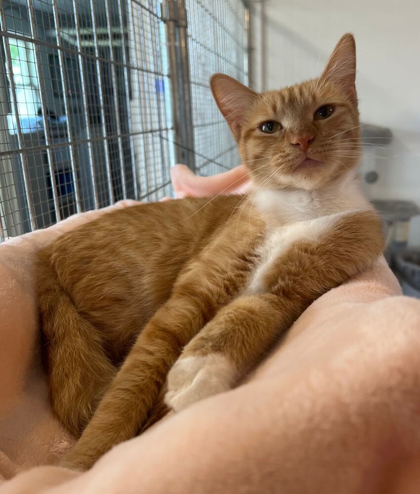 Peaches, an adoptable Domestic Short Hair in McPherson, KS, 67460 | Photo Image 5