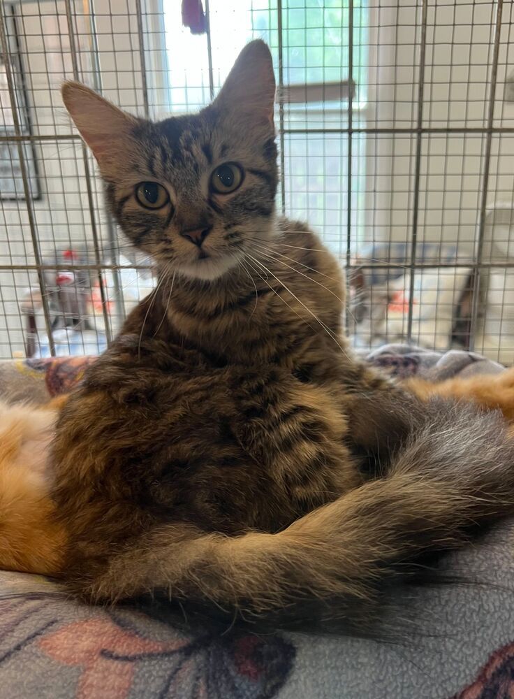 Mildred, an adoptable Domestic Medium Hair in McPherson, KS, 67460 | Photo Image 1