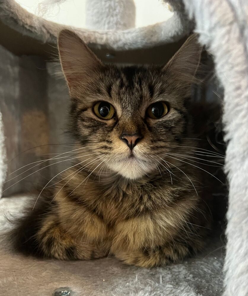 Mildred, an adoptable Domestic Medium Hair in McPherson, KS, 67460 | Photo Image 2