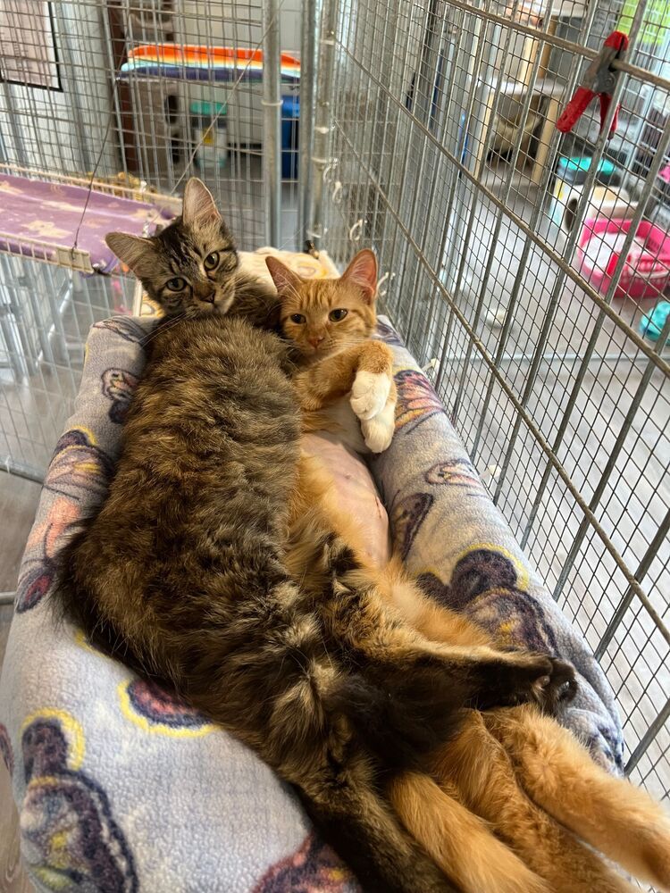 Mildred, an adoptable Domestic Medium Hair in McPherson, KS, 67460 | Photo Image 3