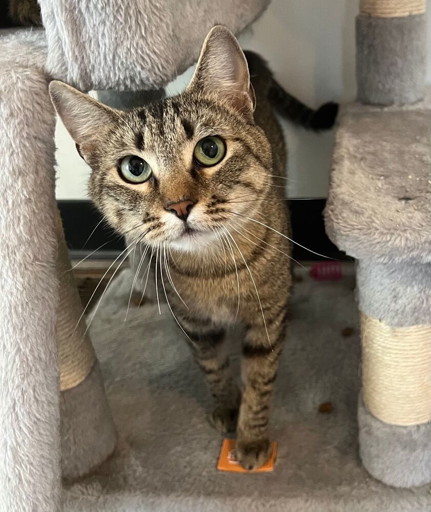 Mamacita, an adoptable Domestic Short Hair in McPherson, KS, 67460 | Photo Image 1
