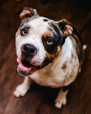 Evie, Adult Female American Bulldog