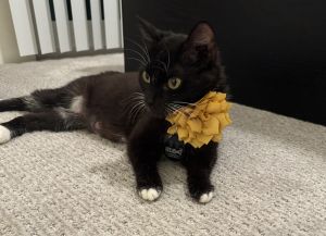 Meet Nabemono Beautiful momma cat who absolutely loves people She will be the first to snuggle up 