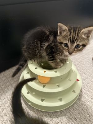 Hot Pot (HP) Domestic Short Hair Cat