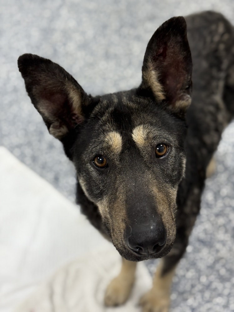 Daisy, an adoptable German Shepherd Dog in Bemidji, MN, 56601 | Photo Image 1
