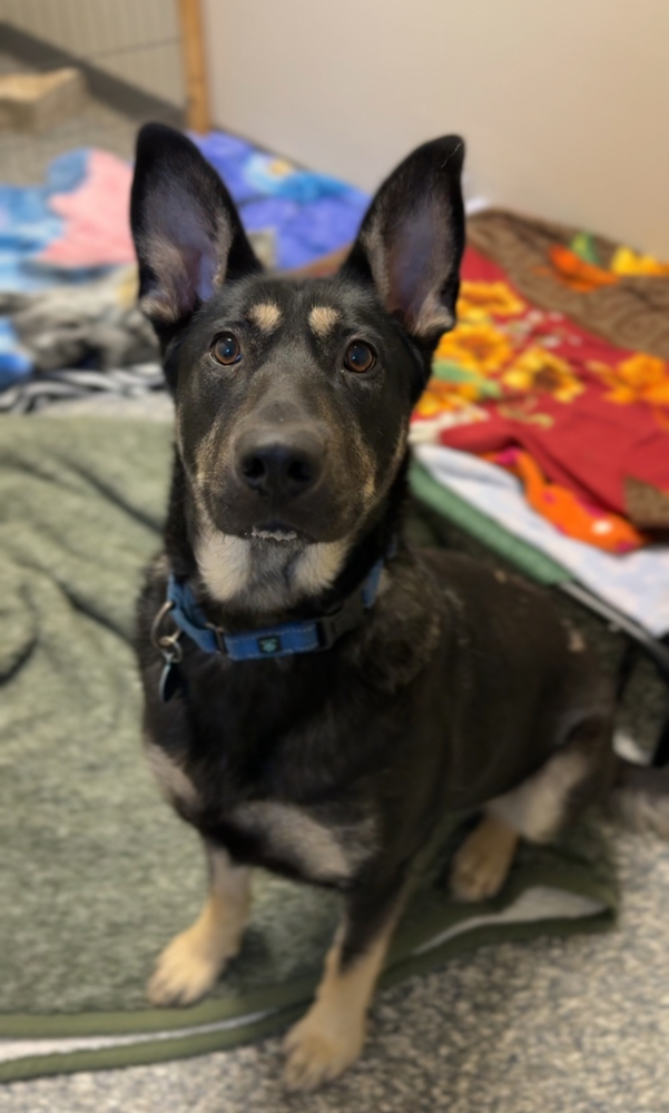 Daisy, an adoptable German Shepherd Dog in Bemidji, MN, 56601 | Photo Image 1