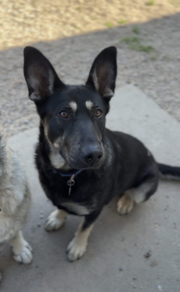 Daisy, an adoptable German Shepherd Dog in Bemidji, MN, 56601 | Photo Image 1