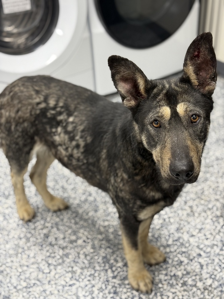Daisy, an adoptable German Shepherd Dog in Bemidji, MN, 56601 | Photo Image 3