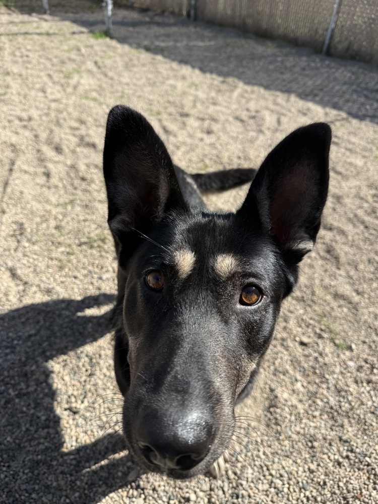 Daisy, an adoptable German Shepherd Dog in Bemidji, MN, 56601 | Photo Image 4