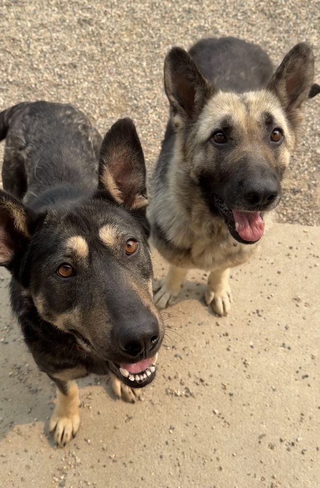 Daisy, an adoptable German Shepherd Dog in Bemidji, MN, 56601 | Photo Image 5