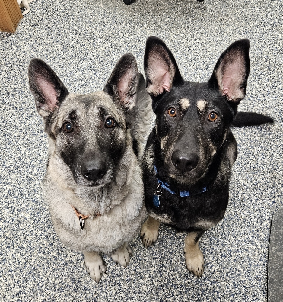 Daisy, an adoptable German Shepherd Dog in Bemidji, MN, 56601 | Photo Image 6