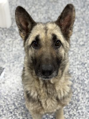 Betty, Adult Female German Shepherd Dog