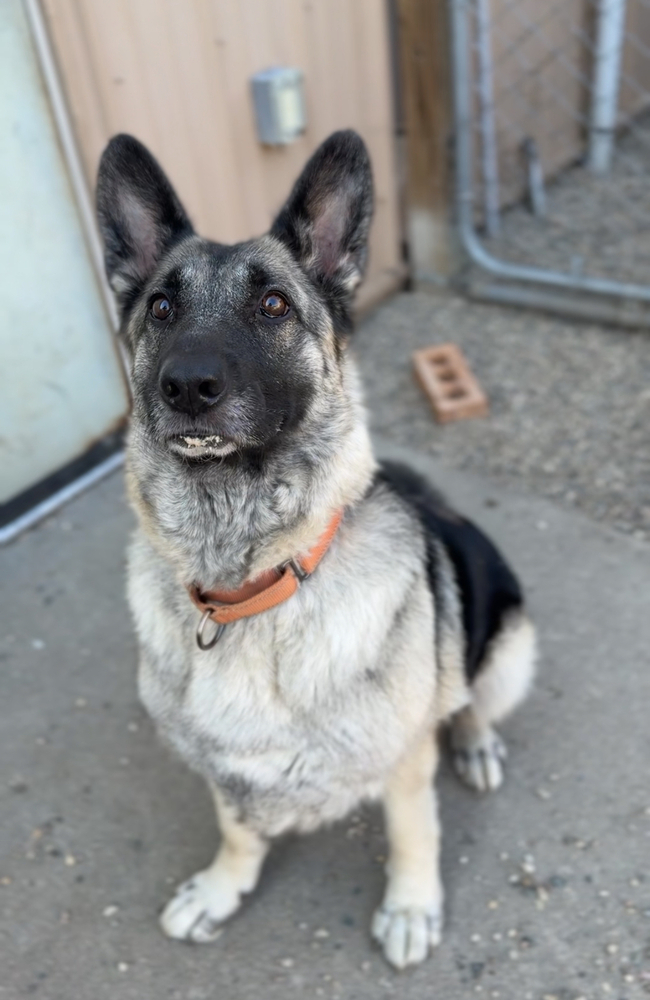 Betty, an adoptable German Shepherd Dog in Bemidji, MN, 56601 | Photo Image 1