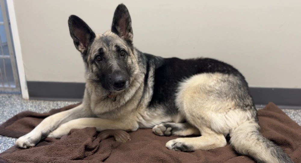 Betty, an adoptable German Shepherd Dog in Bemidji, MN, 56601 | Photo Image 1