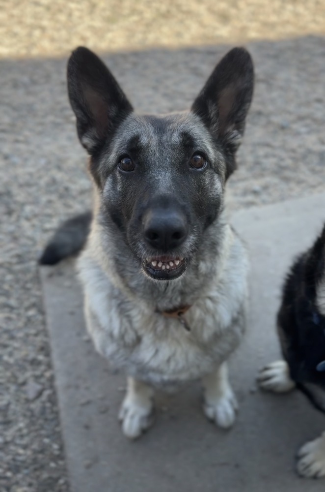 Betty, an adoptable German Shepherd Dog in Bemidji, MN, 56601 | Photo Image 2