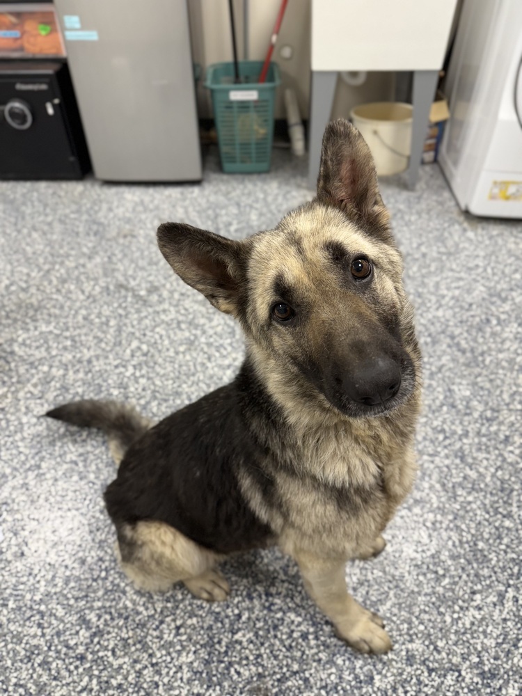 Betty, an adoptable German Shepherd Dog in Bemidji, MN, 56601 | Photo Image 3