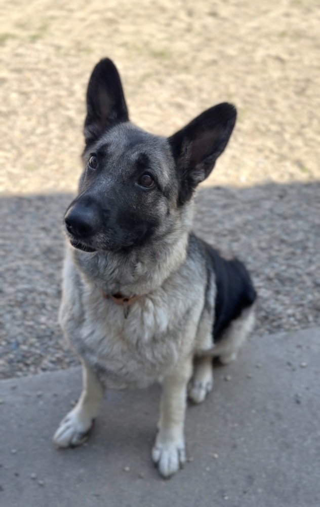 Betty, an adoptable German Shepherd Dog in Bemidji, MN, 56601 | Photo Image 3