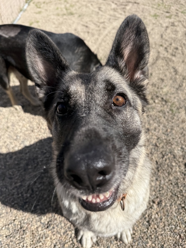 Betty, an adoptable German Shepherd Dog in Bemidji, MN, 56601 | Photo Image 4