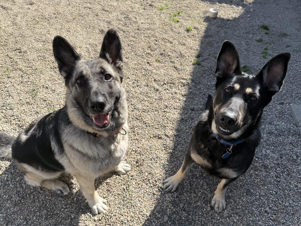 Betty, an adoptable German Shepherd Dog in Bemidji, MN, 56601 | Photo Image 6