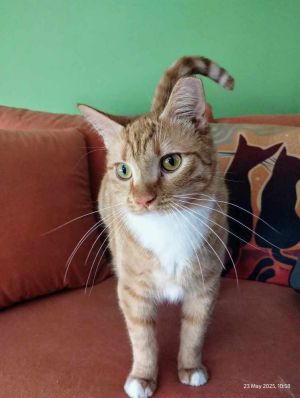 Leon, Adult Male Domestic Short Hair