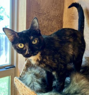 Mama Scout, Adult Female Domestic Short Hair