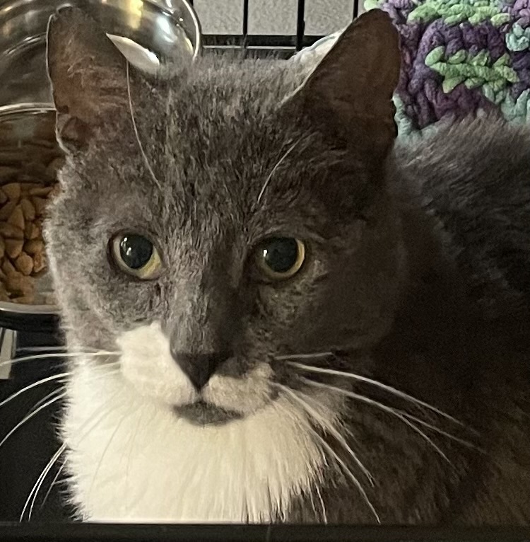 FREDDY (FIV+)