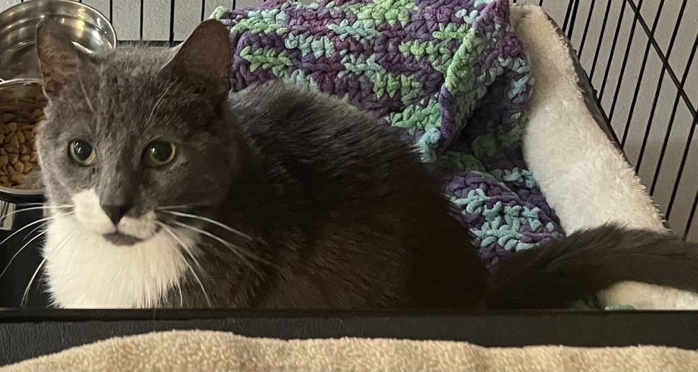 FREDDY (FIV+)