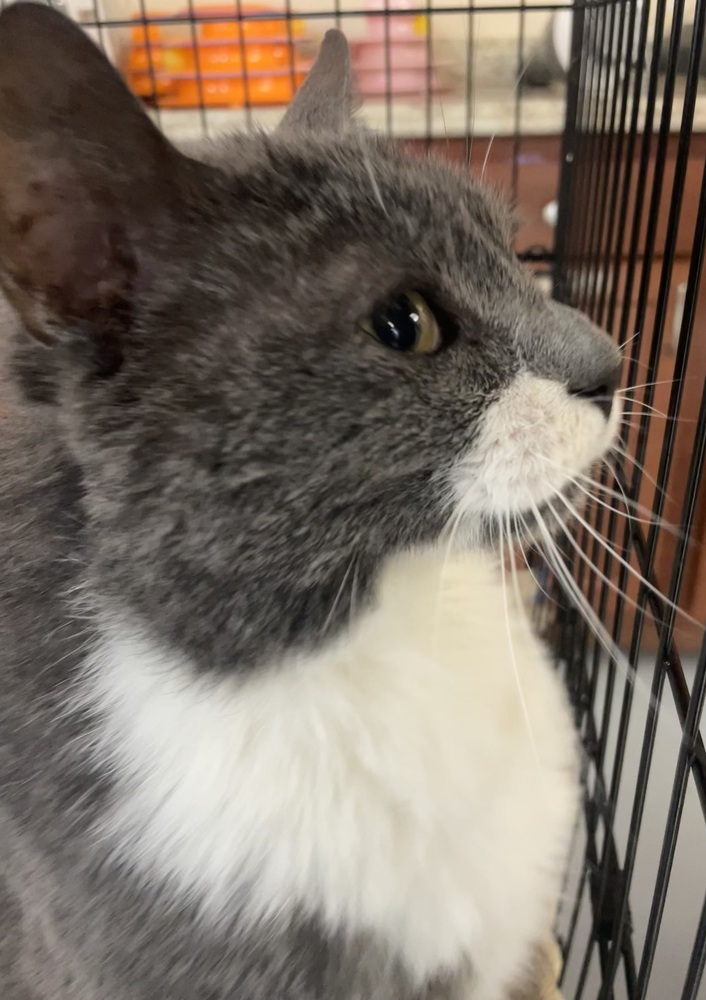 FREDDY (FIV+)