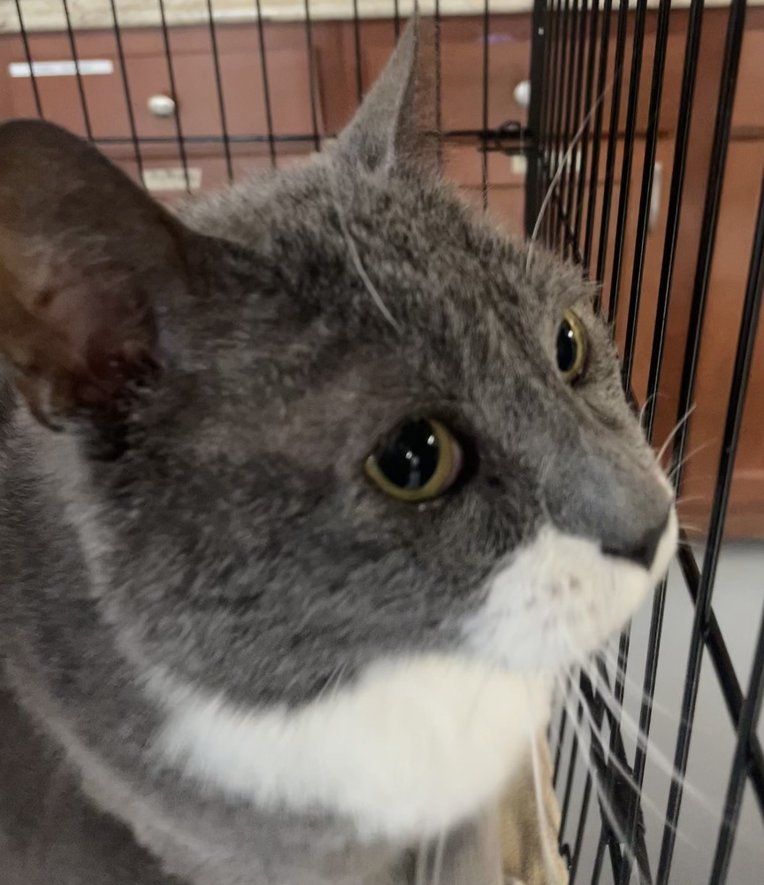 FREDDY (FIV+)