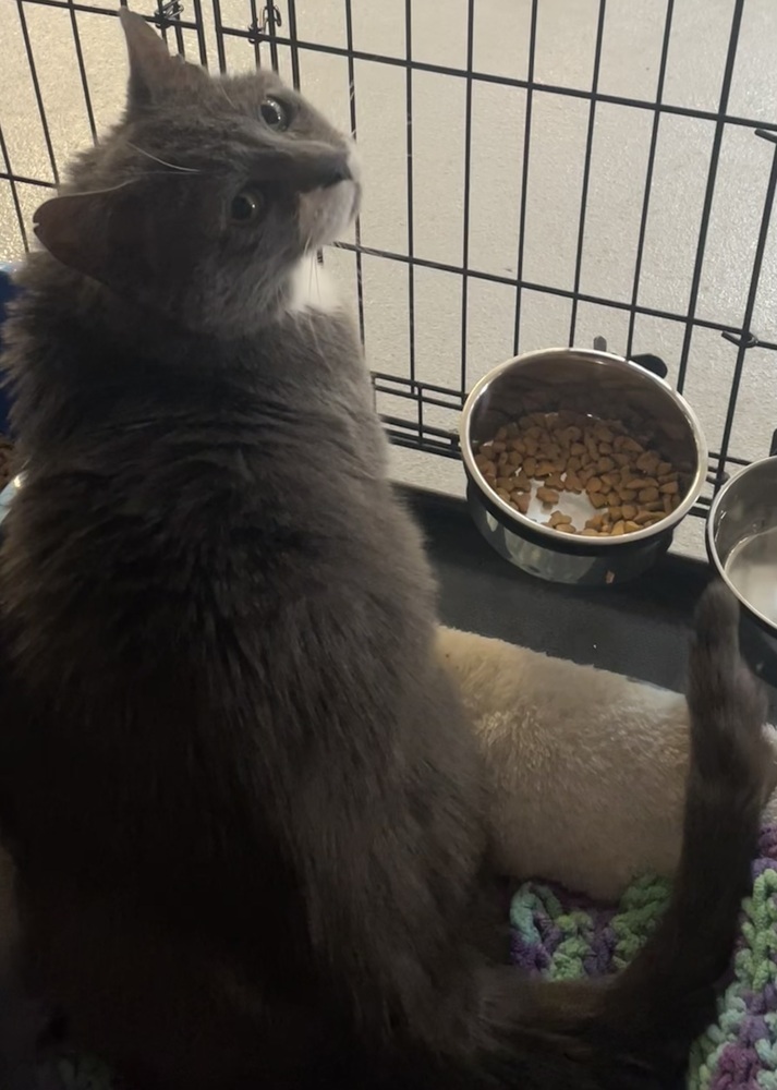 FREDDY (FIV+)