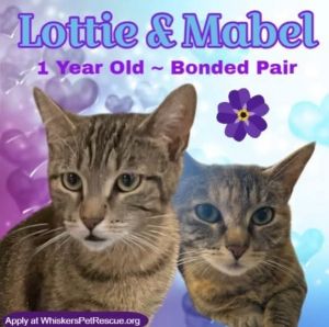 LOTTIE, Adult Female Domestic Short Hair