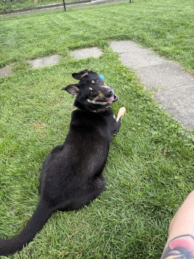 Sarge