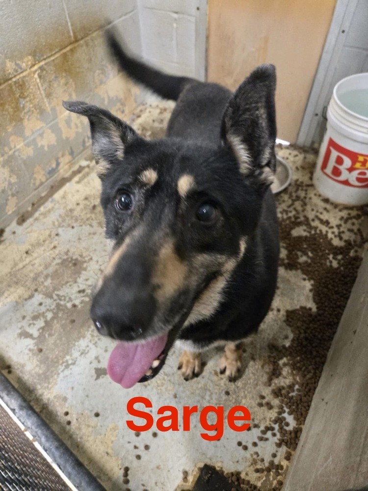 Sarge