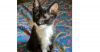Snickers photo 1