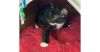 Snickers photo 2