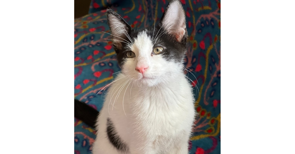 Domino