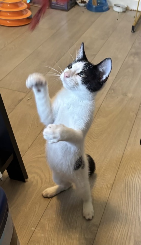 Domino