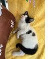 Domino photo 3