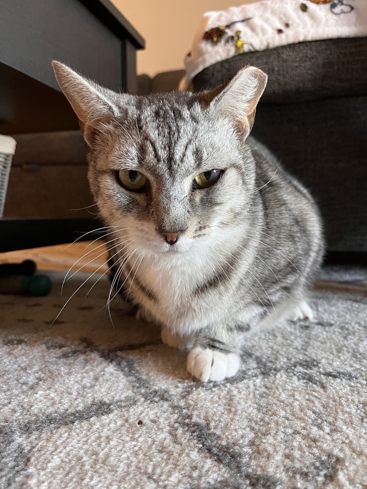 Felix