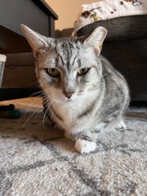 Felix, Adult Male unknown
