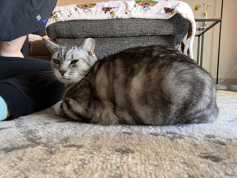 Felix
