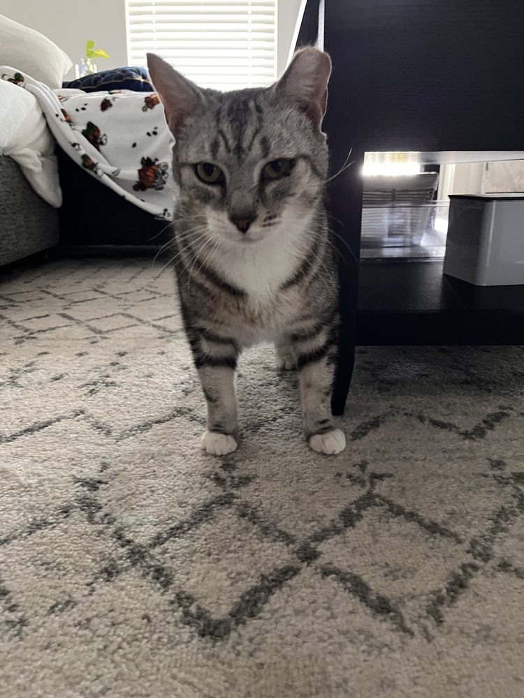 Felix