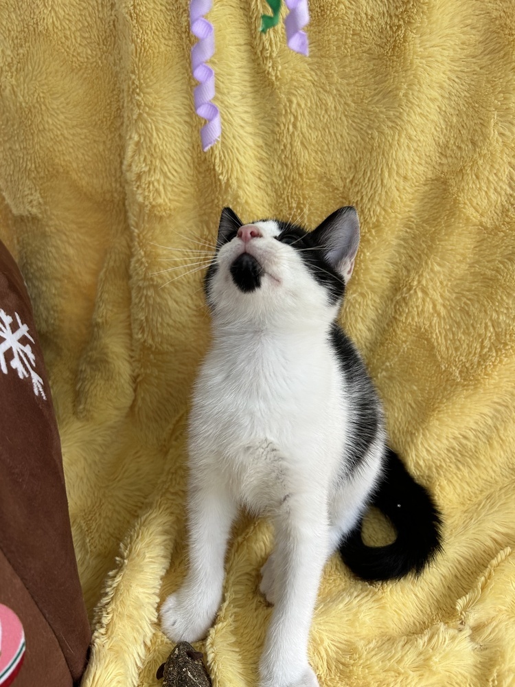 Pepper
