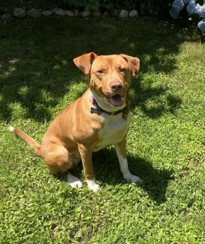 Honey, Young Female Labrador Retriever