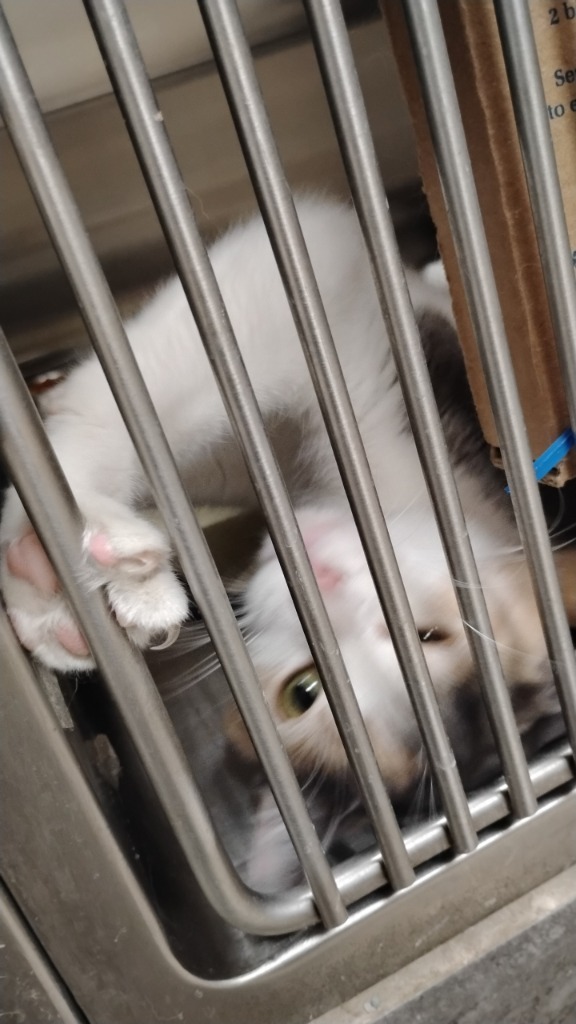 Sophie, an adoptable Domestic Short Hair in Great Bend, KS, 67530 | Photo Image 1