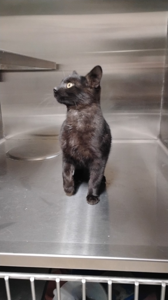 Edgar, an adoptable Domestic Short Hair in Great Bend, KS, 67530 | Photo Image 1