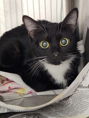 Matka, Adult Female Domestic Short Hair