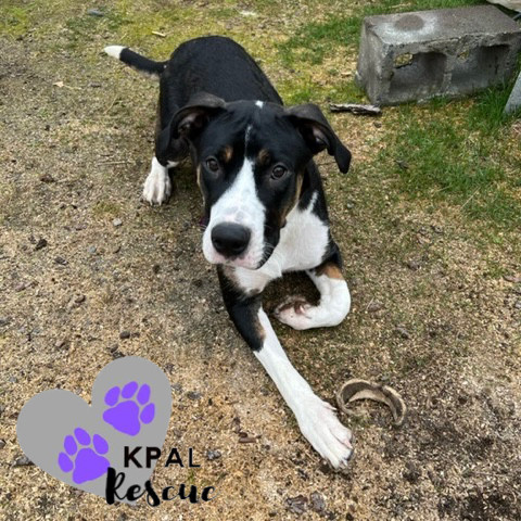 Little Girl - Safari Litter Mom, an adoptable Bernese Mountain Dog in Kenai, AK, 99611 | Photo Image 1