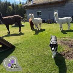 Little Girl - Safari Litter Mom, an adoptable Bernese Mountain Dog in Kenai, AK, 99611 | Photo Image 2