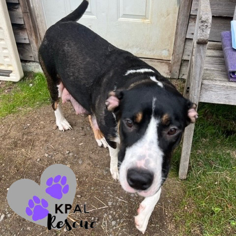 Little Girl - Safari Litter Mom, an adoptable Bernese Mountain Dog in Kenai, AK, 99611 | Photo Image 3
